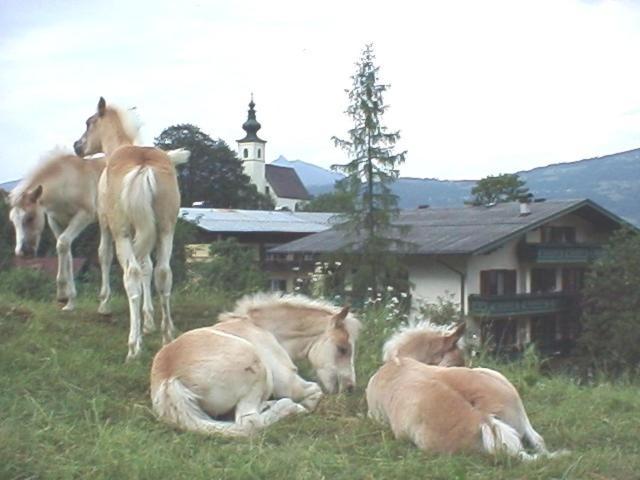 Hotel Campingplatz Torrenerhof Golling an der Salzach Exterior foto